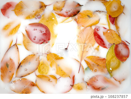 Fallen yellow and red leaves lie in white milk with bubbles 108237857