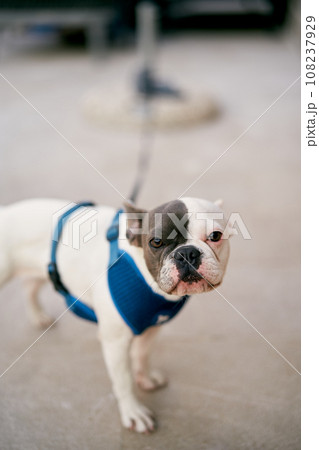 French bulldog puppy tied with a blue harness with a belt to a post 108237929