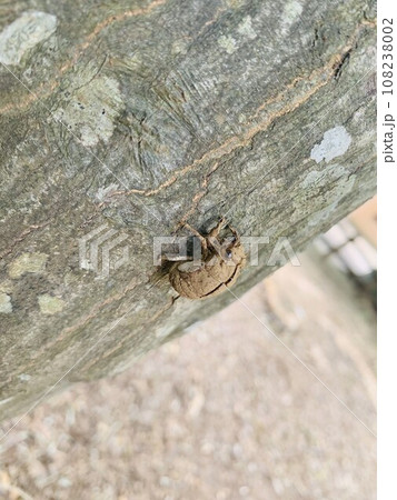 ボクはからっぽ ボクはからっぽ 108238002