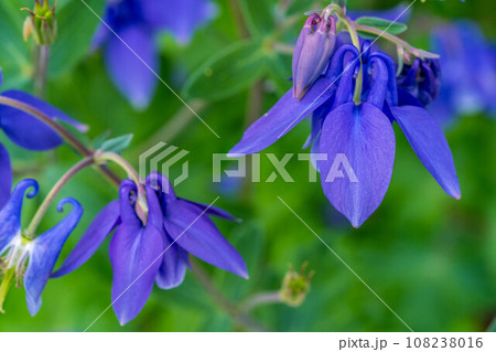 神秘的なオダマキの花 神秘的なオダマキの花 108238016