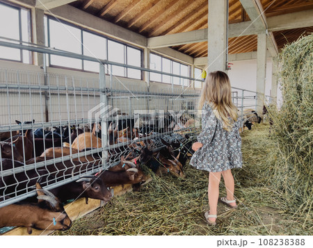 Little girl stands near the fence of a corral and watches goatlings eat hay Little girl stands near the fence of a corral and watches goatlings eat hay 108238388