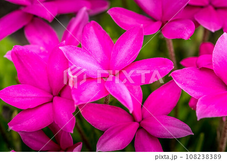 色鮮やかなピンク色のアッツザクラ 色鮮やかなピンク色のアッツザクラ 108238389