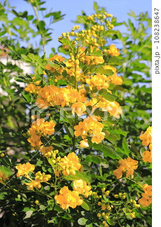 満開のカッシア（アンデスの乙女/ 小葉のセンナ） 108238647