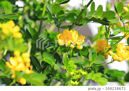満開のカッシア(アンデスの乙女/ 小葉のセンナ) 満開のカッシア(アンデスの乙女/ 小葉のセンナ) 108238672