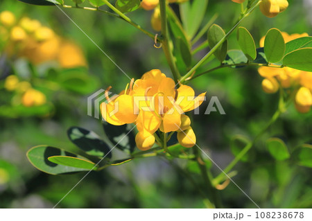 満開のカッシア（アンデスの乙女/ 小葉のセンナ） 108238678