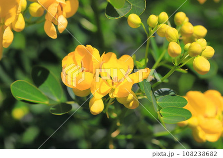 満開のカッシア（アンデスの乙女/ 小葉のセンナ） 108238682