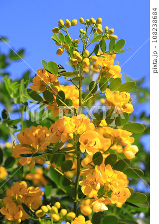 満開のカッシア（アンデスの乙女/ 小葉のセンナ） 108238684