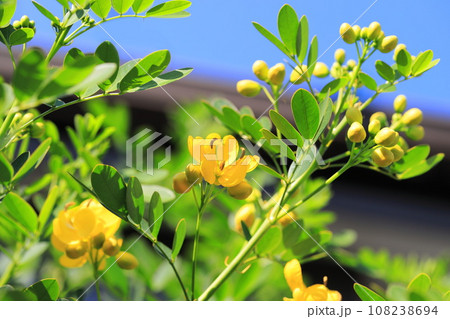 満開のカッシア(アンデスの乙女/ 小葉のセンナ) 満開のカッシア(アンデスの乙女/ 小葉のセンナ) 108238694