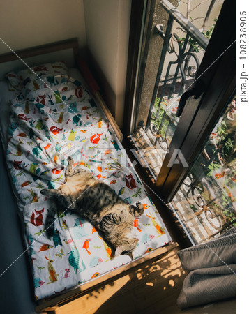 Big tabby cat sleeps on his back on a colorful blanket near a large window Big tabby cat sleeps on his back on a colorful blanket near a large window 108238906
