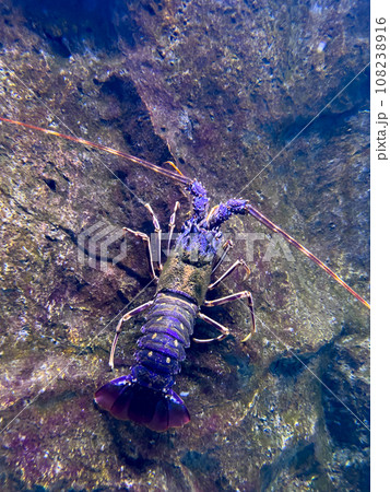 Multi-colored spiny lobster sits on a stone in an aquarium Multi-colored spiny lobster sits on a stone in an aquarium 108238916