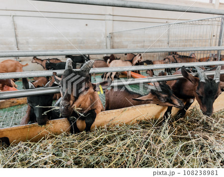 Little goatlings eat hay leaning out from behind the fence Little goatlings eat hay leaning out from behind the fence 108238981