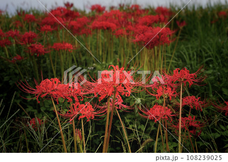 秋に咲く彼岸花、リコリス 秋に咲く彼岸花、リコリス 108239025