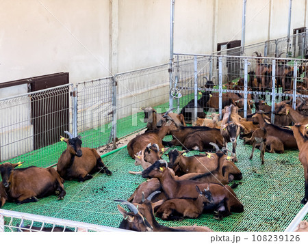 Brown goats with kids sleep huddled together on the floor in a paddock at a farm 108239126
