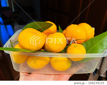 Tangerines with green leaves lie in a transparent box on a man hand Tangerines with green leaves lie in a transparent box on a man hand 108239135