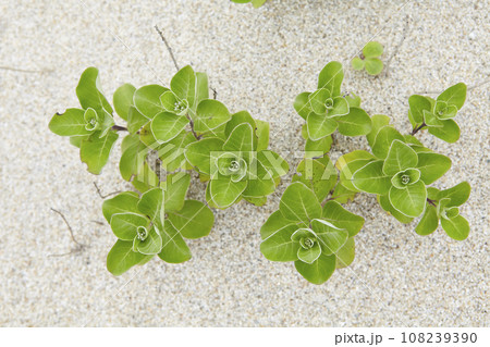 四季の植物と花 四季の植物と花 108239390