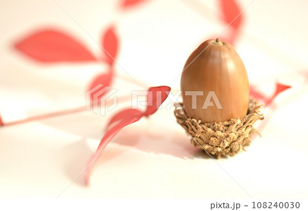 白バックに一つのどんぐり・秋イメージ・カシワの実 108240030