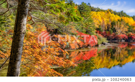 【長野県】色鮮やかな白駒の池の紅葉 ※自然風景 【長野県】色鮮やかな白駒の池の紅葉 ※自然風景 108240063