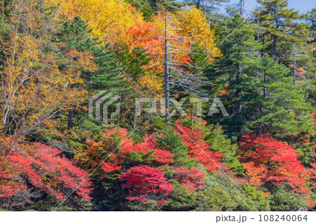 【長野県】色鮮やかな白駒の池の紅葉 ※自然風景 【長野県】色鮮やかな白駒の池の紅葉 ※自然風景 108240064