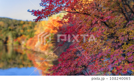 【長野県】色鮮やかな白駒の池の紅葉　※自然風景 108240065