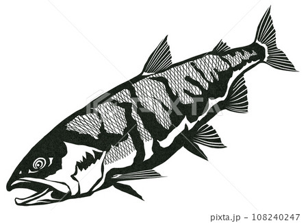 鮭の白黒イラスト 108240247
