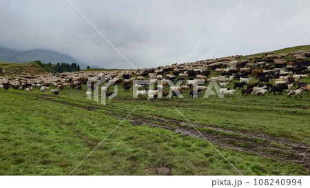 A herd of sheep graze in evening on green hills 108240994