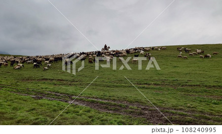 A herd of sheep graze in evening on green hills 108240995