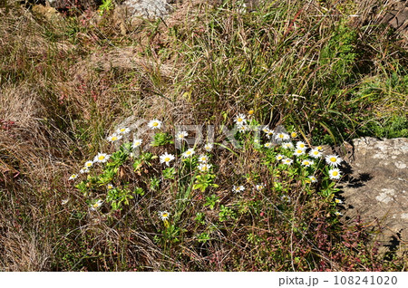 本州最東端の地 トドヶ埼 108241020