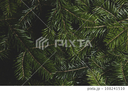 Fir branch background Fir branch background 108241510
