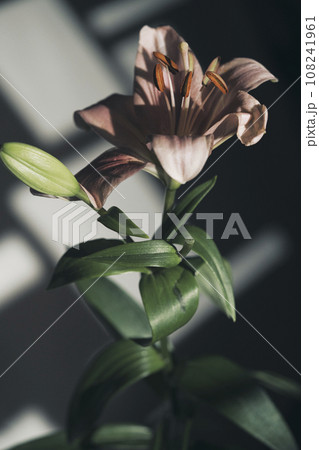 Artistic studio shot flowers photo 108241961