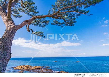 （神奈川県）横須賀市立石公園の松 108242322