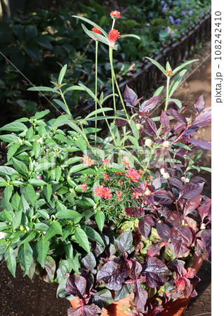 秋の花の寄せ植え 108242410