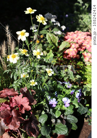 ウィンターコスモスの寄せ植え 108242414
