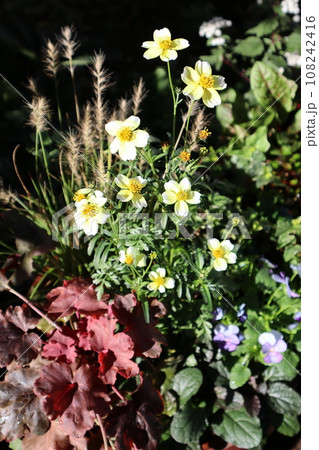 ウィンターコスモスの寄せ植え 108242416