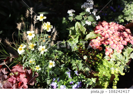 秋の花の寄せ植え＆寄せ鉢 108242417