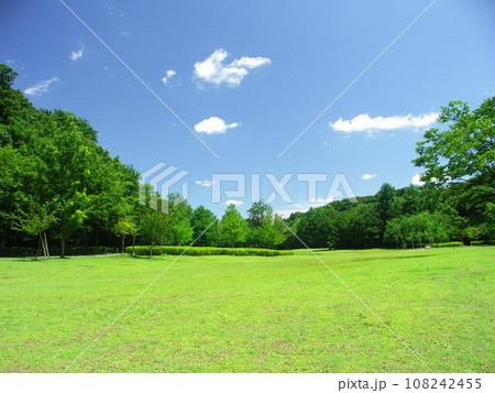 初夏の公園の草原と新緑の林風景 108242455