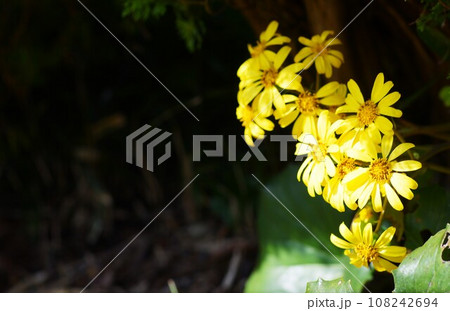 山ブキの花。 山ブキの花。 108242694