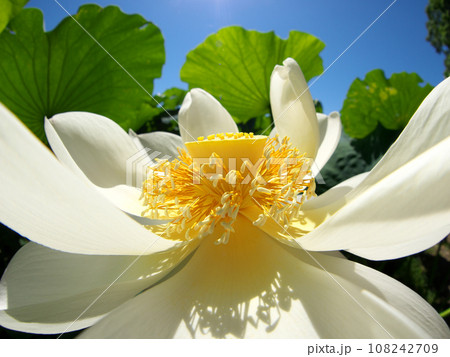 白い蓮の花と青空 白い蓮の花と青空 108242709