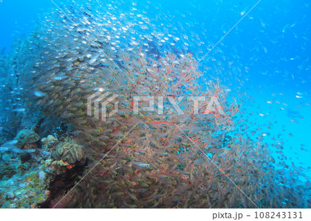 座間味島の珊瑚礁に群れるキンメモドキ　沖縄の海 108243131
