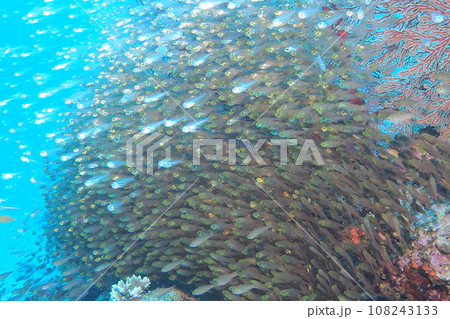 座間味島の珊瑚礁に群れるキンメモドキ 沖縄の海 座間味島の珊瑚礁に群れるキンメモドキ 沖縄の海 108243133