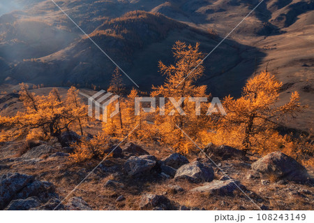 Autumn evening with red trees, the sun shining haze gentle rays with spectacular lighting effects. Larch trees is very beautiful on the background of twilight mountains. Morning calm sunlight view. Autumn evening with red trees, the sun shining haze gentle rays with spectacular lighting effects. Larch trees is very beautiful on the background of twilight mountains. Morning calm sunlight view. 108243149