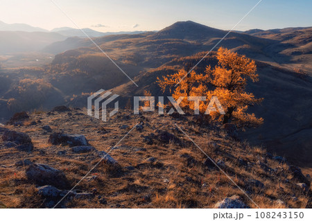 Autumn evening Altai  red trees, with the sun shining haze gentle rays with spectacular lighting effects. Larch trees is very beautiful on the background of twilight mountains. 108243150
