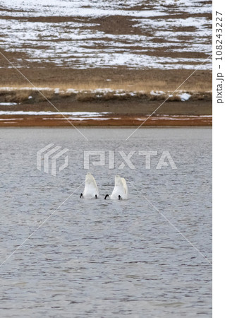 Two swans diving for feed. Hide your head, symbolic photo. Swan with his butt facing the camera, vertical view. Two swans diving for feed. Hide your head, symbolic photo. Swan with his butt facing the camera, vertical view. 108243227