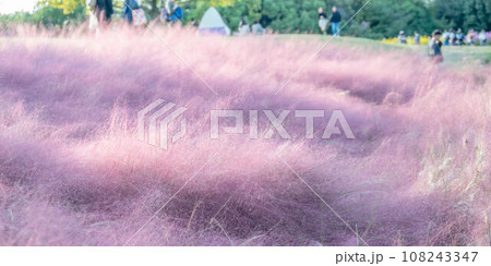 ミューレンベルギアの咲く公園の風景 108243347