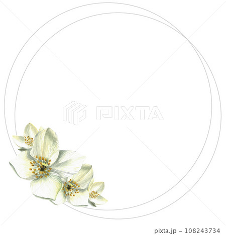 White flowers. Watercolor illustration. Jasmine. Floral background. Buds. Isolated. Frame. Drawn by hand. Silver rings. 108243734