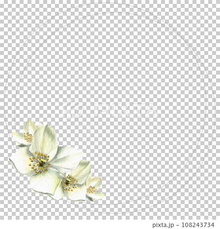 White flowers. Watercolor illustration. Jasmine. Floral background. Buds. Isolated. Frame. Drawn by hand. Silver rings. 108243734