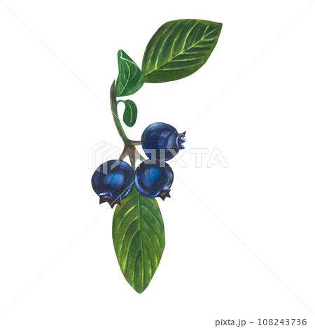 Watercolor illustration of blueberry - berries, leaves and stem.Isolated on a transparent background, hand drawn	 108243736
