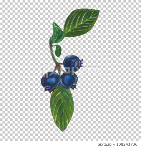 Watercolor illustration of blueberry - berries, leaves and stem.Isolated on a transparent background, hand drawn	 108243736
