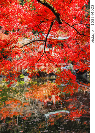 醍醐寺 弁天堂の紅葉(京都市伏見区醍醐) 醍醐寺 弁天堂の紅葉(京都市伏見区醍醐) 108244022