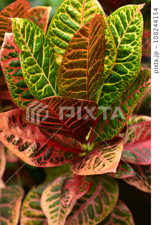 クロトン カラフルな葉っぱの熱帯植物 クロトン カラフルな葉っぱの熱帯植物 108244154