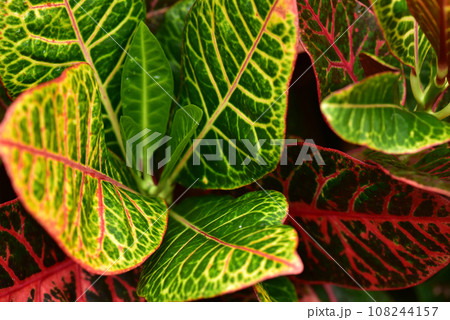 クロトン　カラフルな葉っぱの熱帯植物 108244157